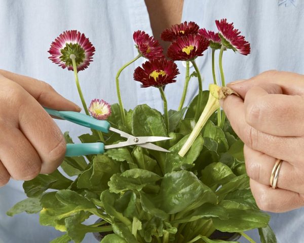 Peta Mini Easi-Grip scissors cutting flowers