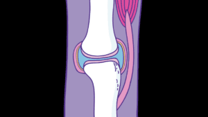 image of two bones and a joint showing normal cartliage and tendons