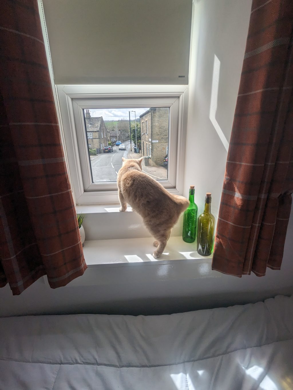 A light orange cat stands on a windowsill, looking out through a small window at a quiet village street. Sunlight casts shadows on the white ledge, which also holds three empty glass bottles. Red-brown plaid curtains frame the window, and part of a bed is visible at the bottom of the image.